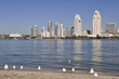 San Diego seagulls