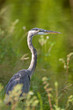 Great Blue Heron in Florida Great Blue Heron in Florida