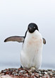Adelie Penguin with egg