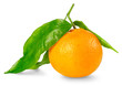 Tangerine isolated on white