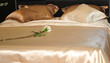 Bedroom interior
