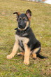 Photo: Portrait of a dog sitting on the grass Portrait of a dog sitting on the grass