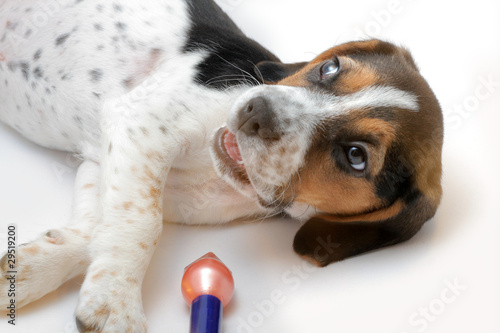 Photo: Tricolor beagle puppy playing Tricolor beagle puppy playing