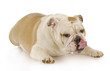 dog with tongue out