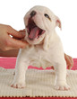 naughty puppy