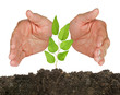 Tree seedling protected by hands