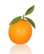 Branch with ripe orange