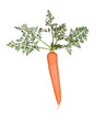 carrot isolated on white background