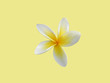 Frangipani - Plumeria