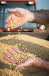 Soybean Harvest