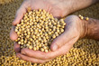 Soybean Harvest