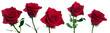 five roses