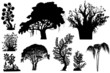 trees of Africa