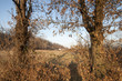 paesaggio tra castagni