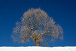 Isolated tree in winter
