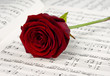 rote Rose auf Noten