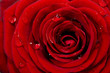 Rosenblüte mit Wassertropfen