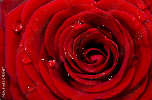Foto: Rosenblüte mit Wassertropfen Rosenblüte mit Wassertropfen