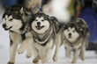 canvas print picture - Schlittenhunderennen