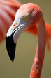 Stock image of flamingo..