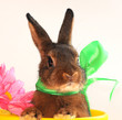 Osternhase