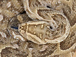 Puff adder snake Puff adder snake