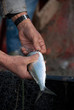 Pesce nella rete (Liguria)