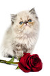 Persian kitten