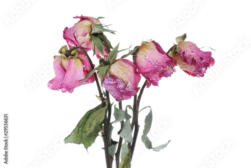 Foto: Welke Rosen Welke Rosen