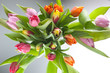 Tulipan is a reminder off spring in Sweden.