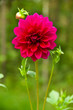 Single pink dahlia on green background