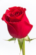 Close-up of a single red rose