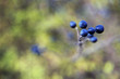 Berry fruits