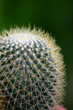Photo: Cactus.. Cactus..