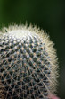 Photo: Cactus.. Cactus..