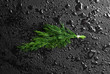 Dill