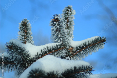 Photo: a snow-covered fir branches against the clear sky a snow-covered fir branches against the clear sky