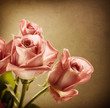 Beautiful Pink Roses. Vintage Styled. Sepia toned