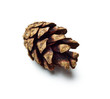 pinecones pinecones