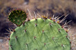 Photo: Saguaro National Park, USA.. Saguaro National Park, USA..