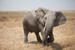 Photo: Elephant Elephant