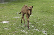 Photo: baby camel baby camel