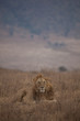 Photo: Male Lion Male Lion