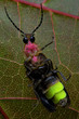 Firefly - Lightning Bug