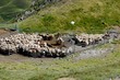 Marquage des brebis