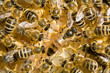 Bienenvolk