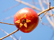 Or Yehuda Pomegranate isolated 2011