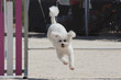 Perro