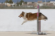 Perro