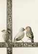 Vintage  paper  with finches and floral border.